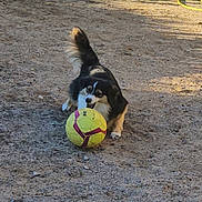 Kaite participe au concours pour gagner de l'argent avec cette photo : dog, puppy, black_and_tan, fluffy, long_hair, outdoor, dirt, ground, soccer_ball, ball, playing, playful, pet, canine, animal, tail, paws, teeth, sunlight, action