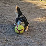 dog, puppy, black_and_tan, fluffy, long_hair, outdoor, dirt, ground, soccer_ball, ball, playing, playful, pet, canine, animal, tail, paws, teeth, sunlight, action