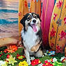 dog, puppy, pet, animal, fluffy, black_and_white, brown_fur, sitting, tongue_out, open_mouth, happy, portrait, surfboards, beach, ocean, sunset, tropical, flowers, floral_background, outdoor