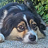 dog, puppy, fluffy, long_hair, black_white, brown_markings, lying_down, portrait, close_up, face, eyes, nose, outdoors, garden, ivy, greenery, leaves, gravel, path, photography