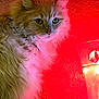 cat, orange_cat, fluffy, pet, indoor, lamp, red_wall, fur, animal, curious, closeup, portrait, glow, warm_light, cozy, whiskers, ears, face, feline, house_pet