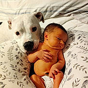 Silas joined the competition — help win amazing prizes! baby, newborn, dog, white_dog, infant, pillow, bed, blanket, skin, face, animal, pet, sleeping, resting, comfort, indoor, cute, bond, family, love