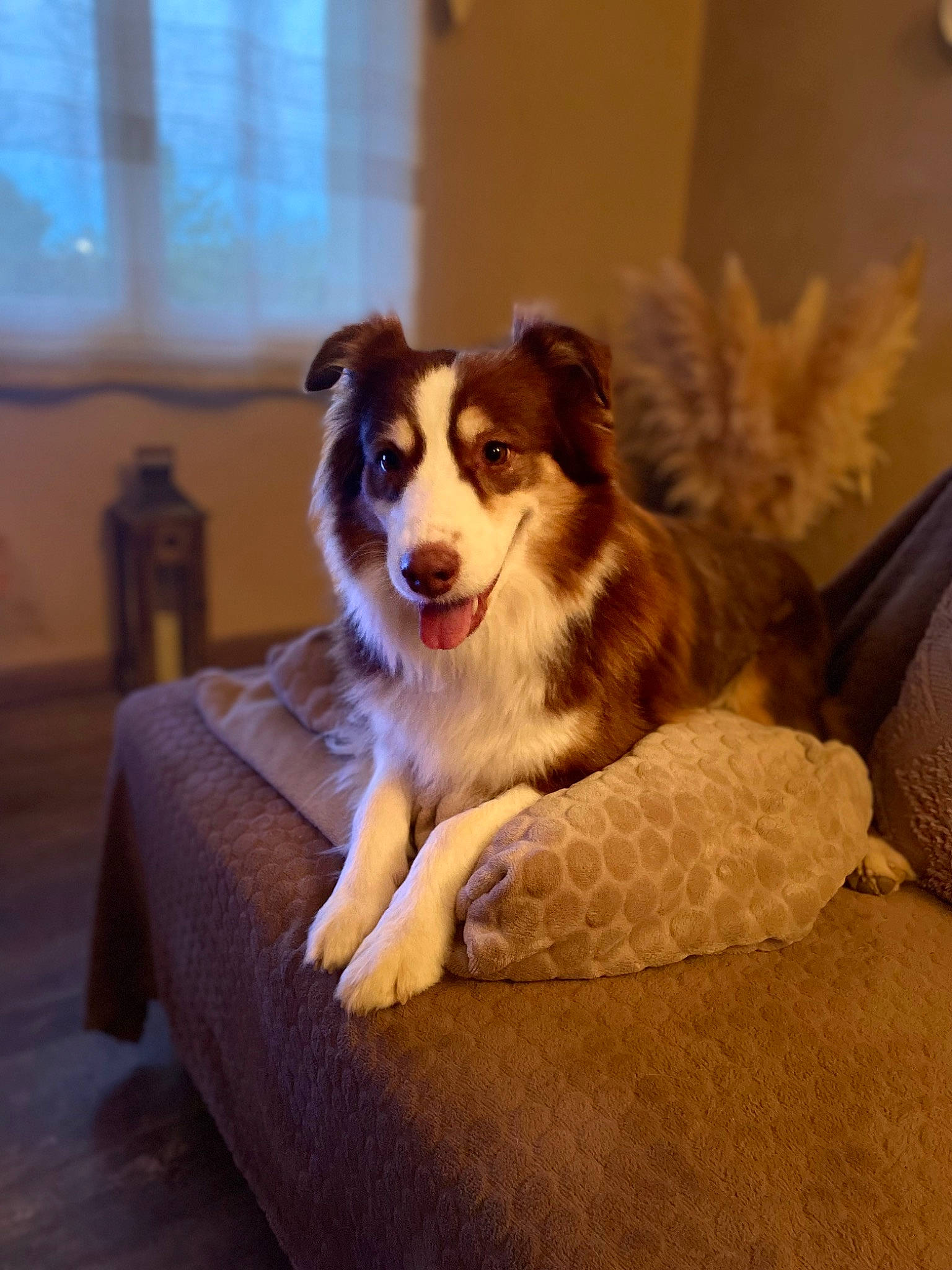 Montana a rejoint le concours — aidez-le/la à gagner de superbes lots ! border_collie, canidae, carnivore, comfort, companion_dog, couch, dog, dog_breed, fawn, flooring, fur, herding_dog, plant, sporting_group, terrestrial_animal, toy_dog, whiskers, wood, working_animal, working_dog