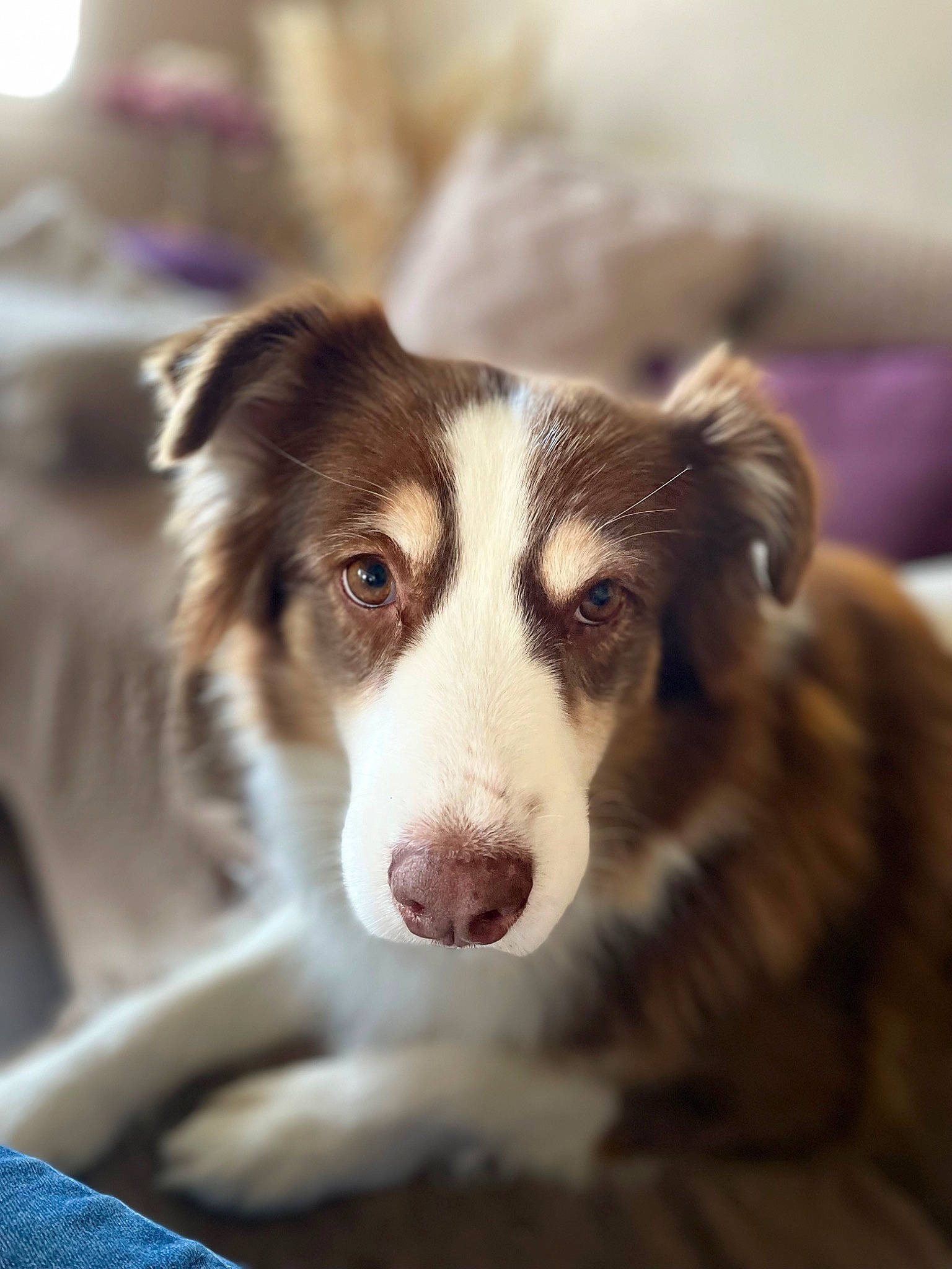 Montana participe au concours pour gagner de l'argent avec cette photo : border_collie, canidae, carnivore, companion_dog, dog, dog_breed, fur, herding_dog, plant, snout, terrestrial_animal, whiskers, working_animal, working_dog