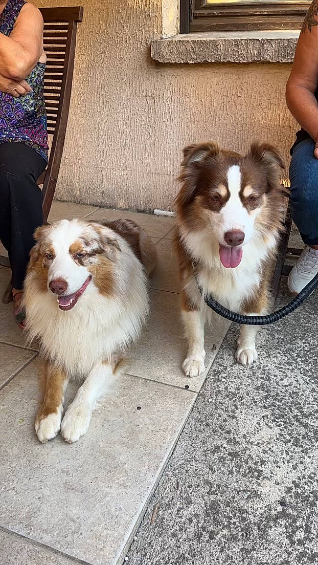 Montana participe au concours pour gagner de l'argent avec cette photo : ancient_dog_breeds, canidae, carnivore, companion_dog, dog, dog_breed, fawn, foot, fur, herding_dog, paw, plant, snout, sporting_group, whiskers, working_animal, working_dog