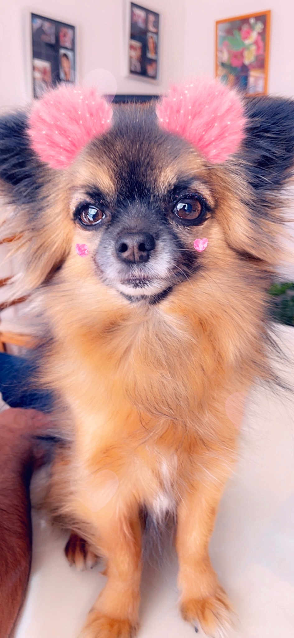 Enzo