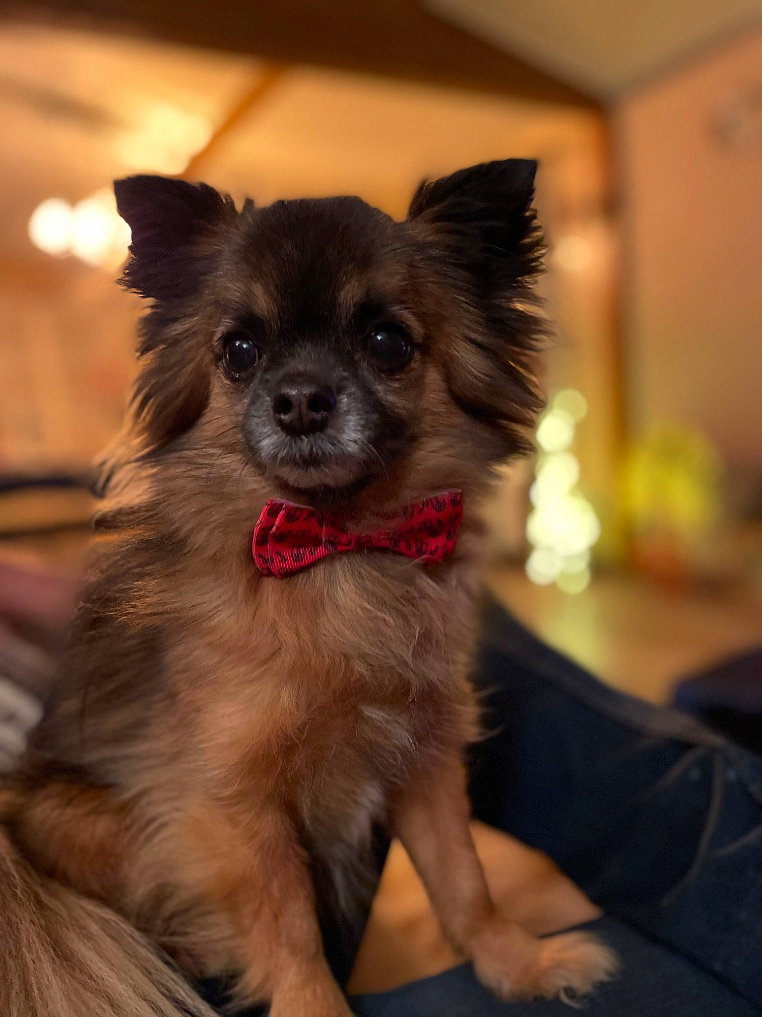 Enzo participe au concours pour gagner de l'argent avec cette photo : canidae, carnivore, chihuahua, collar, companion_dog, dog, dog_breed, dog_supply, ear, event, fawn, fur, puppy, russkiy_toy, snout, sporting_group, terrestrial_animal, toy_dog, whiskers, working_animal