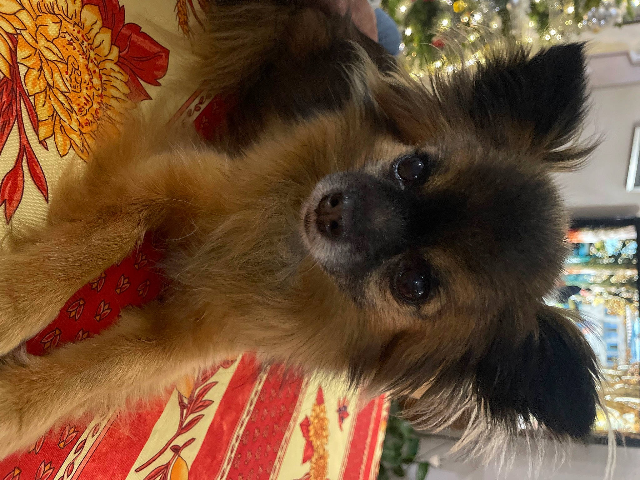 Enzo participe au concours pour gagner de l'argent avec cette photo : canidae, carnivore, claw, companion_dog, dog_breed, event, fawn, fur, paw, snout, tail, terrestrial_animal, whiskers