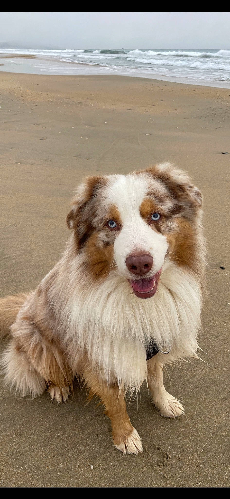 Owen a rejoint le concours — aidez-le/la à gagner de superbes lots ! australian_collie, australian_shepherd, border_collie, canidae, carnivore, companion_dog, dog, dog_breed, fang, fur, herding_dog, miniature_australian_shepherd, plant, snout, sporting_group, terrestrial_animal, whiskers, working_dog
