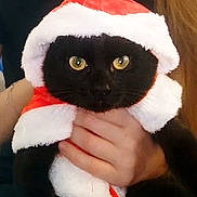 Onyx a rejoint le concours — aidez-le/la à gagner de superbes lots ! animal, black_cat, cat, christmas, close_up, costume, cute, domestic_cat, feline, festive, fur, hands, holiday_costume, indoor, person, pet, portrait, santa_hat, wearing_clothes, yellow_eyes
