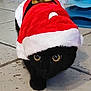Onyx a rejoint le concours — aidez-le/la à gagner de superbes lots ! animal, black_cat, black_fur, cat, christmas, costume, crouching, cute, domestic_cat, festive, fur, holiday, holiday_costume, indoor, mischievous, pet, santa_hat, tile_floor, whiskers, wide_eyes