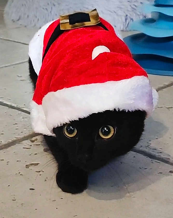 Onyx a rejoint le concours — aidez-le/la à gagner de superbes lots ! animal, black_cat, black_fur, cat, christmas, costume, crouching, cute, domestic_cat, festive, fur, holiday, holiday_costume, indoor, mischievous, pet, santa_hat, tile_floor, whiskers, wide_eyes
