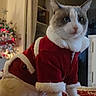 cat, pet, christmas, holiday, festive, costume, red_clothing, white_fur, indoor, blanket, decorations, tree, lights, cute, animal, feline, cozy, seasonal, home, holiday_spirit