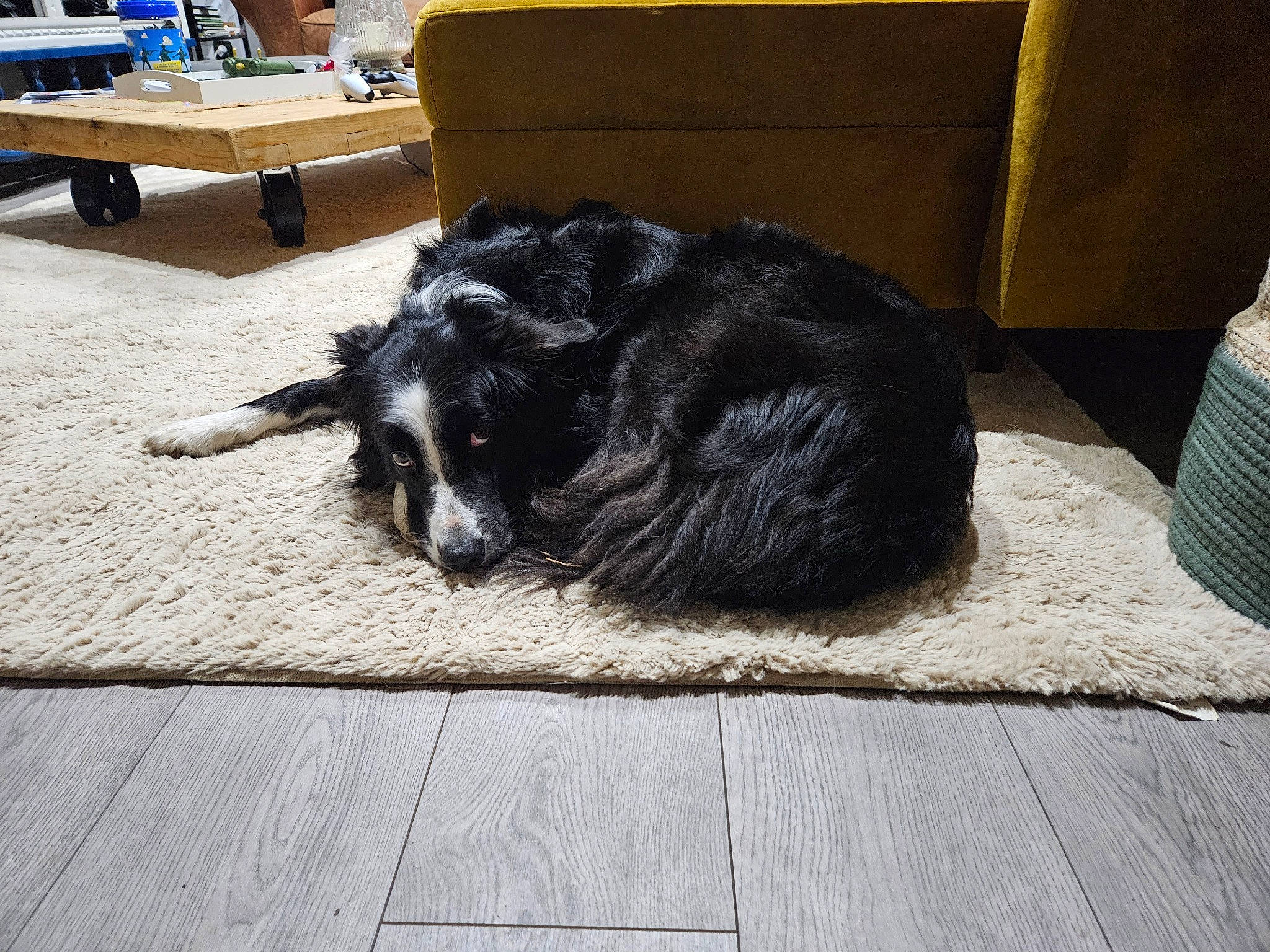 Yoshy participe au concours pour gagner de l'argent avec cette photo : canidae, carnivore, comfort, companion_dog, dog, dog_breed, felidae, flooring, fur, hardwood, sitting, small_to_medium_sized_cats, snout, sporting_group, tail, whiskers, wood, working_animal