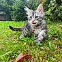 animal, bell, cat, closeup, collar, curious, feline, fur, garden, grass, gray_tabby, greenery, kitten, leaf, nature, outdoor, pet, playful, whiskers, young