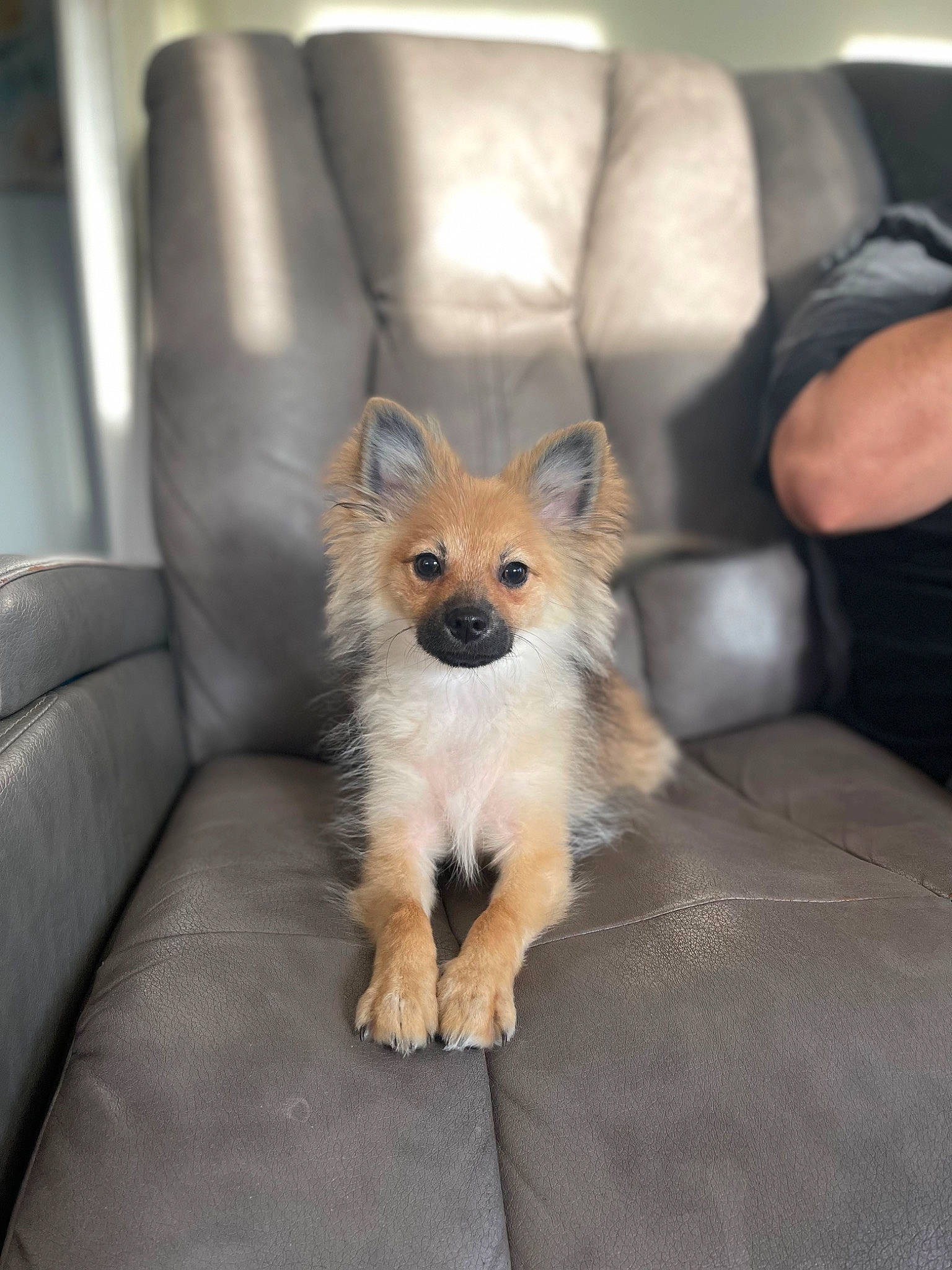 Milo is registered to the contest to win money with this photo: carnivore, chair, comfort, companion_dog, couch, dog, dog_breed, fawn, fur, sitting, small_terrier, spitz, tail, terrestrial_animal, toy_dog, whiskers