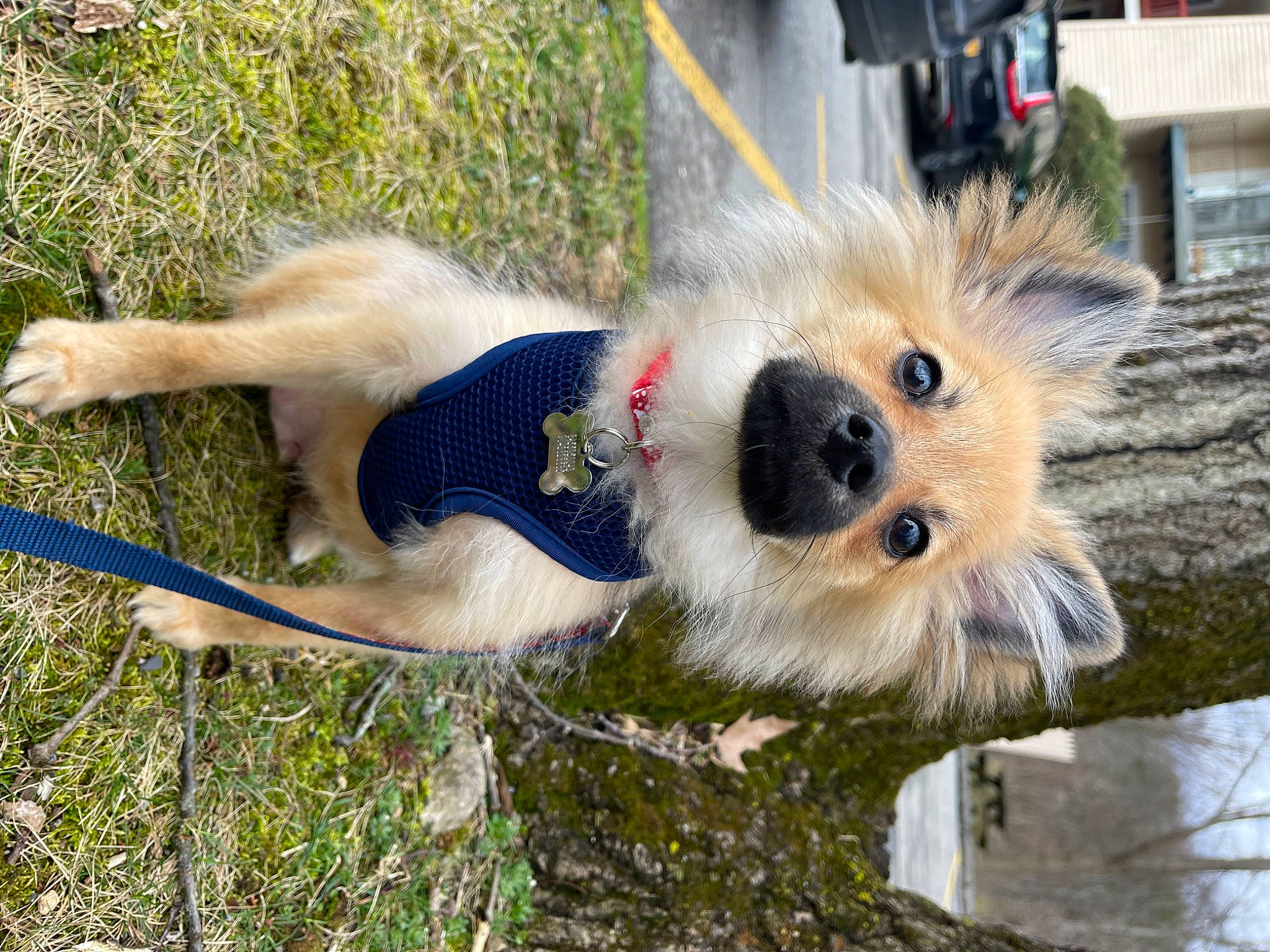 Milo is registered to the contest to win money with this photo: canidae, carnivore, collar, companion_dog, dog, dog_breed, dog_supply, fawn, fur, german_spitz, german_spitz_mittel, grass, non_sporting_group, plant, spitz, sporting_group, toy_dog, tree, wildlife, working_animal