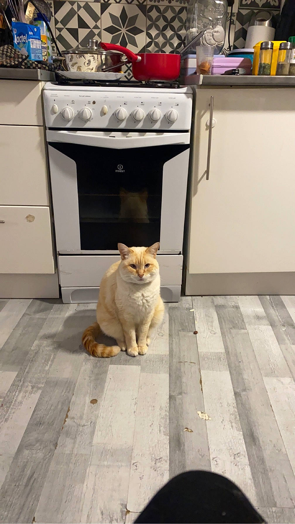 Matou a rejoint le concours — aidez-le/la à gagner de superbes lots ! asphalt, cabinetry, carnivore, cat, fawn, felidae, floor, flooring, grey, hardwood, road, road_surface, sidewalk, small_to_medium_sized_cats, snout, street, tail, vertebrate, whiskers, wood