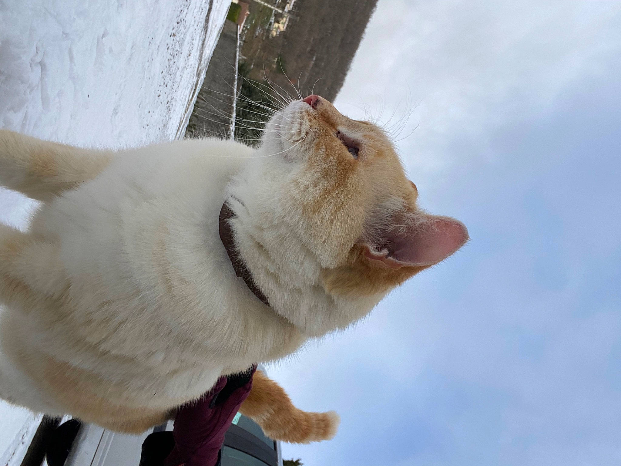 Matou participe au concours pour gagner de l'argent avec cette photo : canidae, carnivore, cat, claw, cloud, collar, dog_breed, domestic_short_haired_cat, fawn, felidae, fur, paw, sky, small_to_medium_sized_cats, snout, snow, tail, whiskers, window, winter