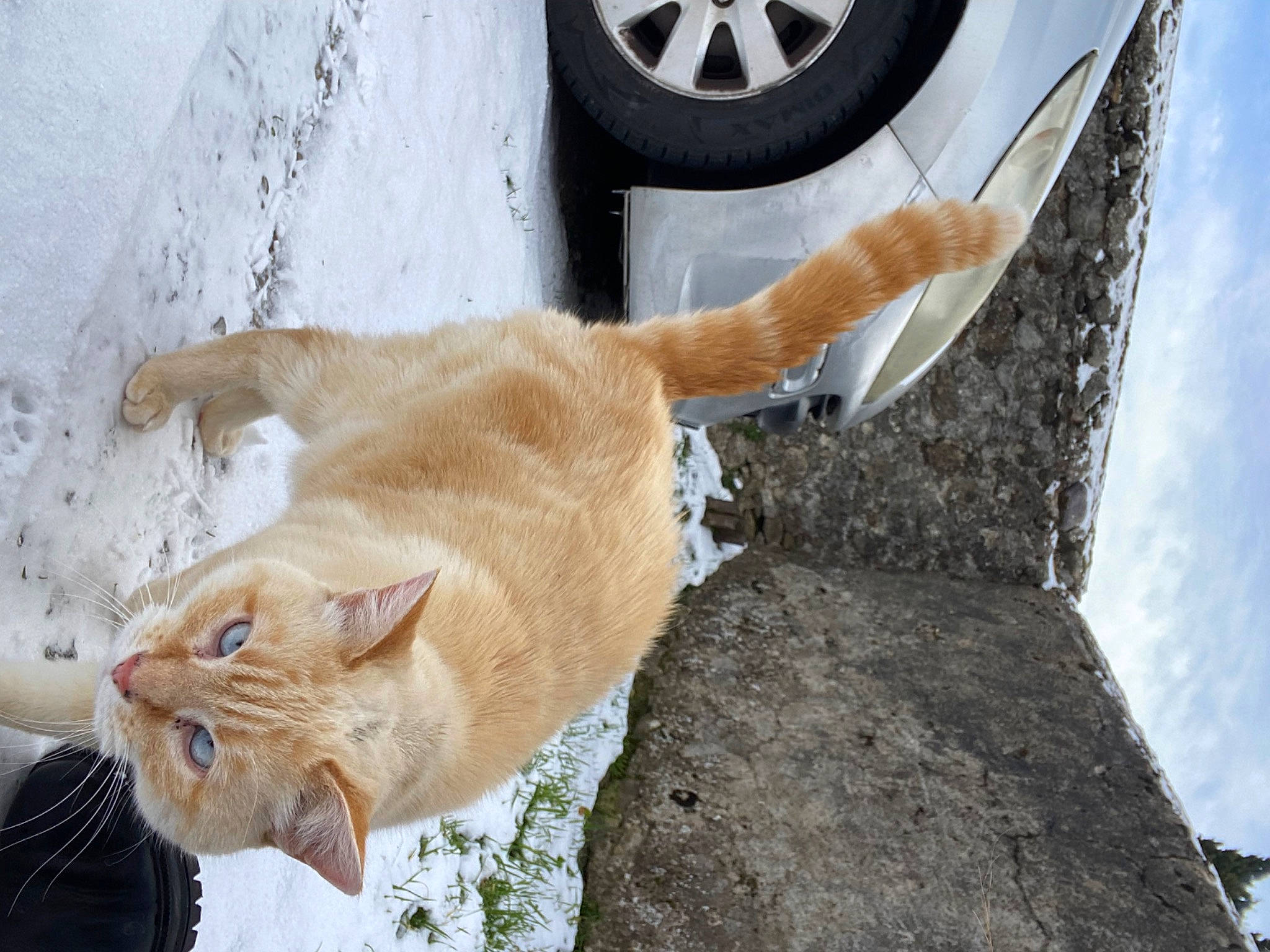 Matou a rejoint le concours — aidez-le/la à gagner de superbes lots ! automotive_lighting, automotive_tire, bumper, carnivore, cat, fawn, felidae, fender, hood, hubcap, motor_vehicle, road_surface, small_to_medium_sized_cats, tire, tread, vehicle, vehicle_door, wheel, whiskers, wood