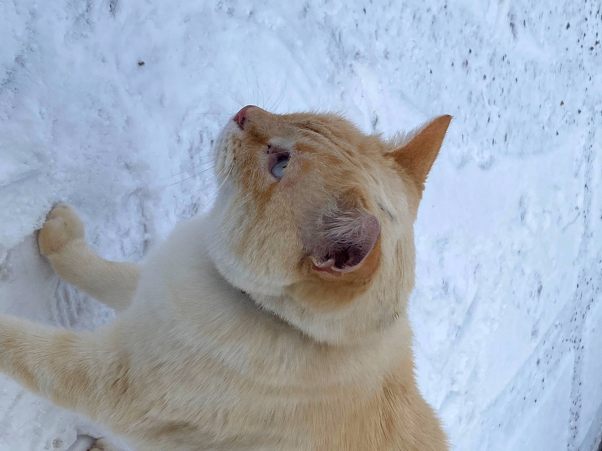 Matou participe au concours pour gagner de l'argent avec cette photo : bear, canidae, carnivore, claw, dog_breed, drink, fawn, felidae, freezing, fur, ice_cap, polar_ice_cap, snout, snow, tail, terrestrial_animal, whiskers, wildlife, window, winter