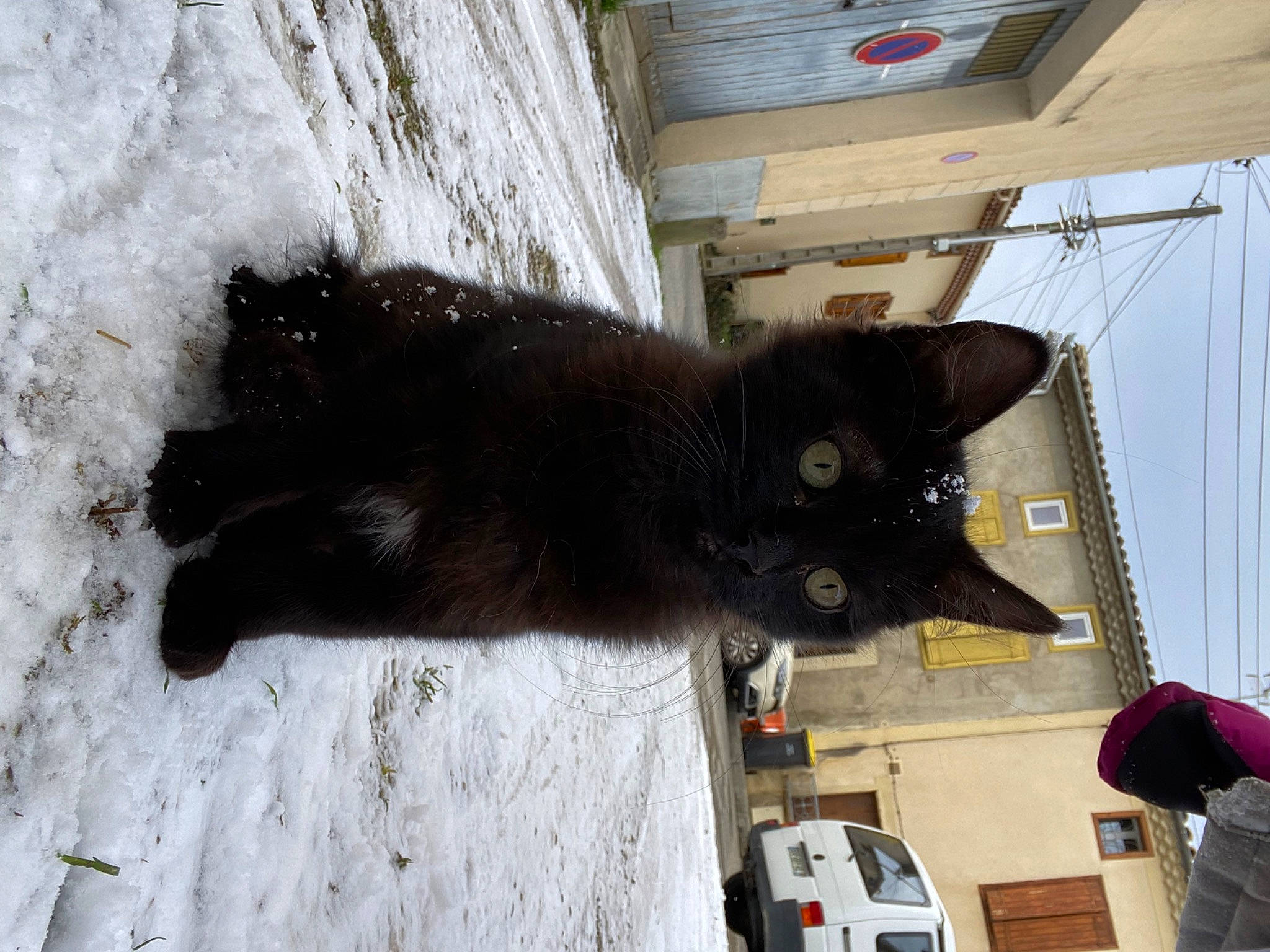 Kovu a rejoint le concours — aidez-le/la à gagner de superbes lots ! automotive_tail_brake_light, black_cat, bombay, carnivore, cat, collar, domestic_short_haired_cat, felidae, flooring, fur, grey, small_to_medium_sized_cats, snout, snow, tail, vehicle, vehicle_registration_plate, whiskers, wood