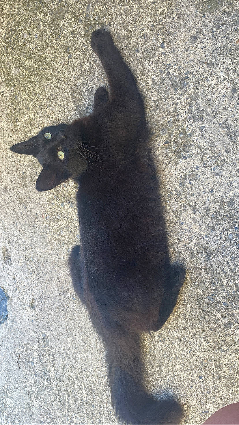 Kovu participe au concours pour gagner de l'argent avec cette photo : asphalt, black_cat, canidae, carnivore, cat, dog_breed, domestic_short_haired_cat, felidae, fur, paw, road_surface, shadow, small_to_medium_sized_cats, snout, soil, sporting_group, tail, terrestrial_animal, tints_and_shades, whiskers