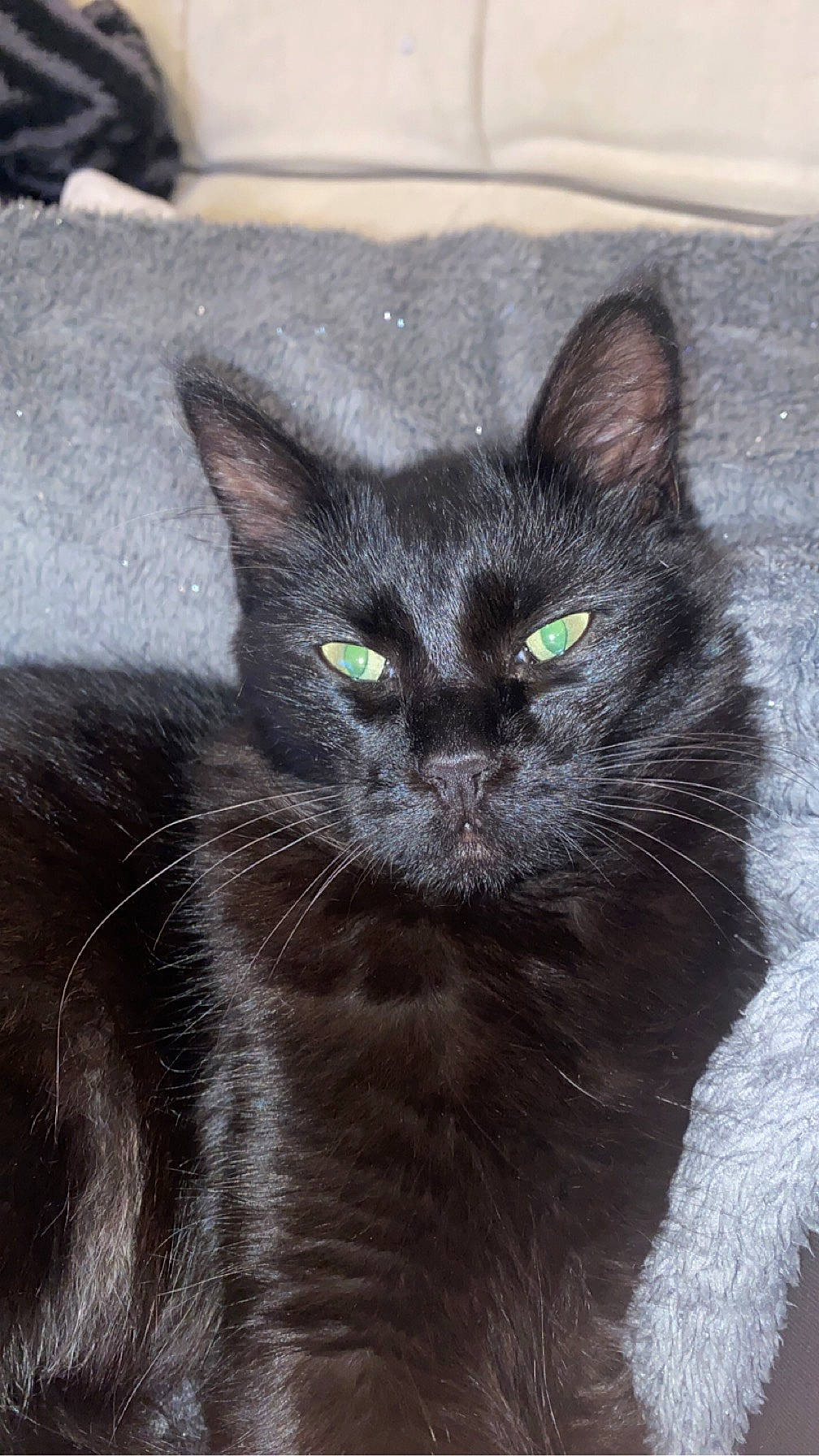 Kovu participe au concours pour gagner de l'argent avec cette photo : black_cat, carnivore, cat, domestic_short_haired_cat, felidae, fur, grey, small_to_medium_sized_cats, snout, tail, terrestrial_animal, whiskers