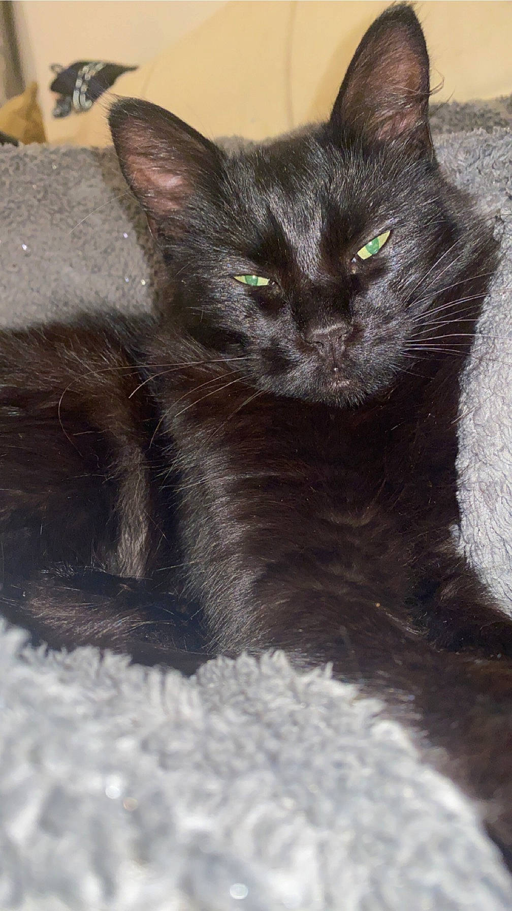 Kovu a rejoint le concours — aidez-le/la à gagner de superbes lots ! black_cat, bombay, carnivore, cat, cat_supply, claw, domestic_short_haired_cat, eye, felidae, fur, grey, havana_brown, monochrome_photography, paw, small_to_medium_sized_cats, tail, terrestrial_animal, whiskers