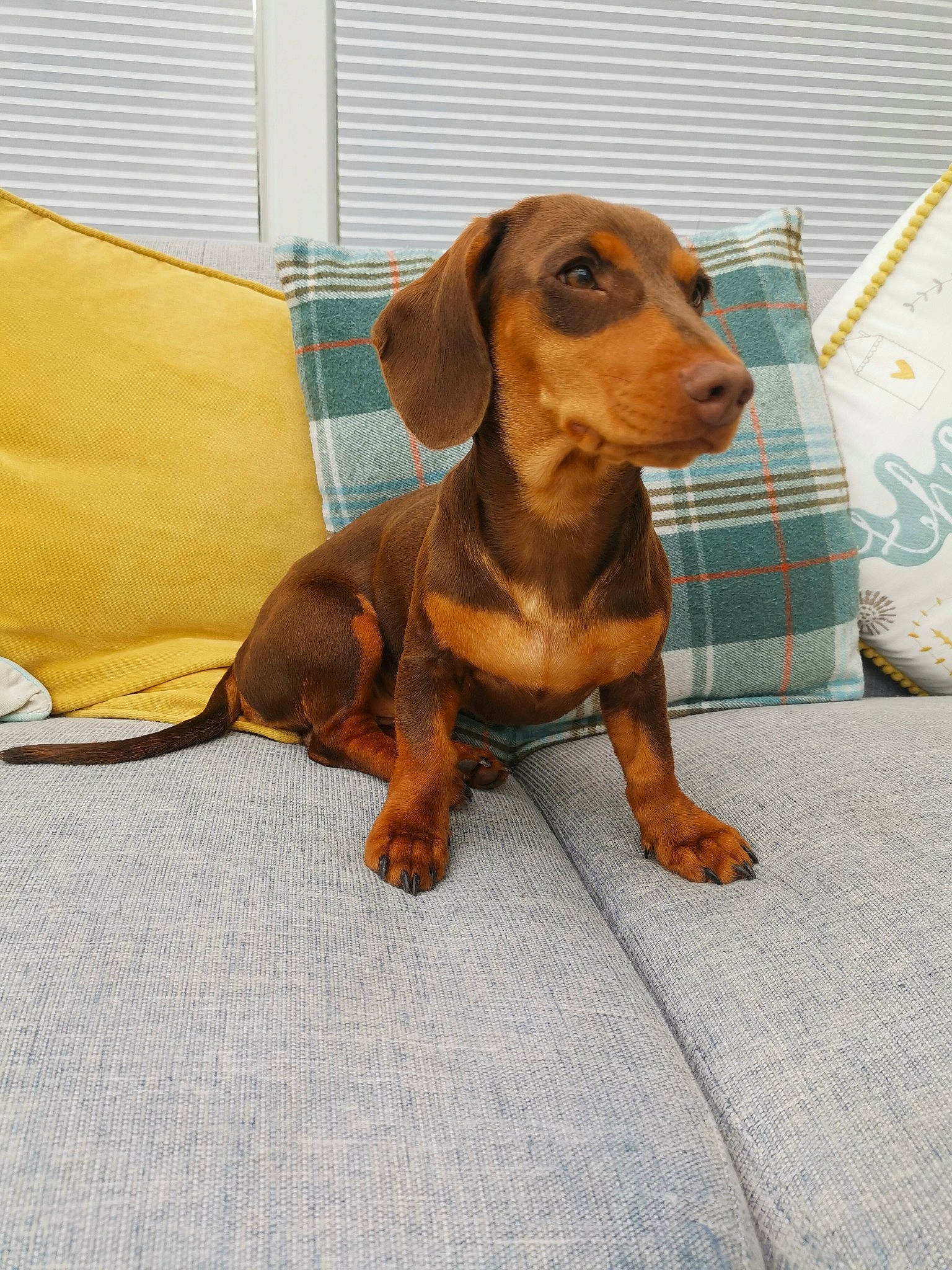 Gino joined the competition — help win amazing prizes! brown, canidae, carnivore, comfort, companion_dog, dachshund, dog, dog_breed, dog_supply, fawn, flooring, hound, hunting_dog, liver, pet_supply, snout, sporting_group, terrestrial_animal, whiskers, working_animal