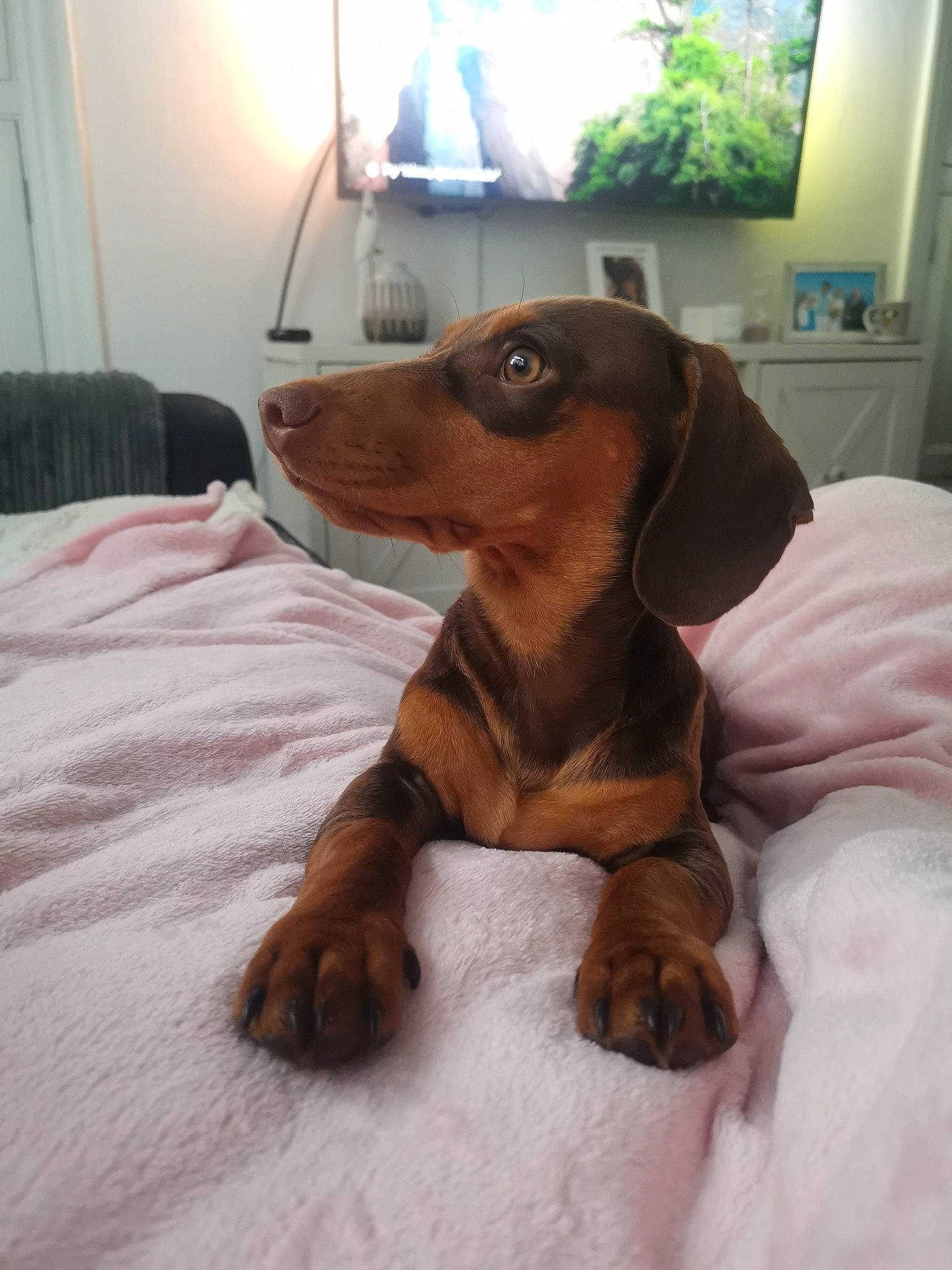 Gino is registered to the contest to win money with this photo: carnivore, comfort, companion_dog, curtain, dog, dog_breed, fawn, flooring, hardwood, hound, houseplant, liver, pet_supply, picture_frame, sporting_group, terrestrial_animal, whiskers, window, wood, working_animal