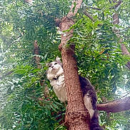 Smokey joined the competition — help win amazing prizes! cat, tree, leaves, outdoor, nature, animal, feline, fur, branch, greenery, wildlife, pet, climbing, curious, mammal, collar, daylight, trunk, tail, forest