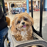 Mochi joined the competition — help win amazing prizes! dog, pet_carrier, indoor, shopping_mall, happy, fluffy, brown, white, tongue_out, fur, eyes, zipper, luggage_handle, fabric, blurred_background, person, store, light, seat, bag