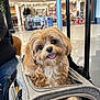 dog, pet_carrier, indoor, shopping_mall, happy, fluffy, brown, white, tongue_out, fur, eyes, zipper, luggage_handle, fabric, blurred_background, person, store, light, seat, bag