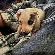Petey is registered to the contest to win money with this photo: puppy, dog, blanket, plaid, cozy, indoor, cute, pet, snuggling, fur, animal, young, domestic_animal, soft, resting, living_room, comfort, nose, ears, eyes