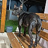 dog, bench, outdoor, night, grass, potted_plant, wood, pet, animal, garden_gnome, curious, looking_back, ears_up, shiny_coat, side_view, canine, yard, fence, lighting, home_garden