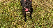 Saya participe au concours pour gagner de l'argent avec cette photo : animal, black_dog, canine, collar, daytime, dog, ears, field, friendly, grass, happy, looking_up, mammal, nature, outdoor, pet, playful, smiling, summer, tongue_out