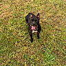 dog, black_dog, grass, outdoor, pet, animal, tongue_out, happy, ears, smiling, nature, field, canine, playful, collar, mammal, looking_up, summer, daytime, friendly