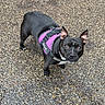dog, black_dog, pet, animal, purple_harness, outdoor, gravel, curious, alert, ears_up, looking_up, standing, canine, companion, friendly, fur, four_legs, daylight, nature, cute