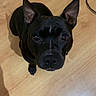 dog, black_dog, pet, indoor, wooden_floor, ears, looking_up, shadow, animal, canine, floor, curious, companion, domestic_animal, mammal, cute, alert, portrait, home, friendly