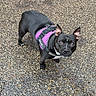 alert, animal, black_dog, canine, companion, curious, cute, daylight, dog, ears_up, friendly, fur, harness, looking_up, nature, outdoor, pebble_ground, pet, small_dog, walking_surface