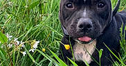 Saya participe au concours pour gagner de l'argent avec cette photo : dog, black_dog, tennis_ball, grass, wildflowers, meadow, outdoor, pet, playful, animal, nature, ears, tongue, collar, summer, greenery, closeup, cute, happy, field