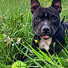 dog, black_dog, tennis_ball, grass, wildflowers, meadow, outdoor, pet, playful, animal, nature, ears, tongue, collar, summer, greenery, closeup, cute, happy, field