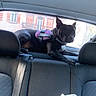 dog, car, rear_seat, seat_belt, harness, window, bag, black_dog, indoor, pet, animal, vehicle_interior, relaxed, looking, daylight, transport, backseat, domestic_animal, companion, resting