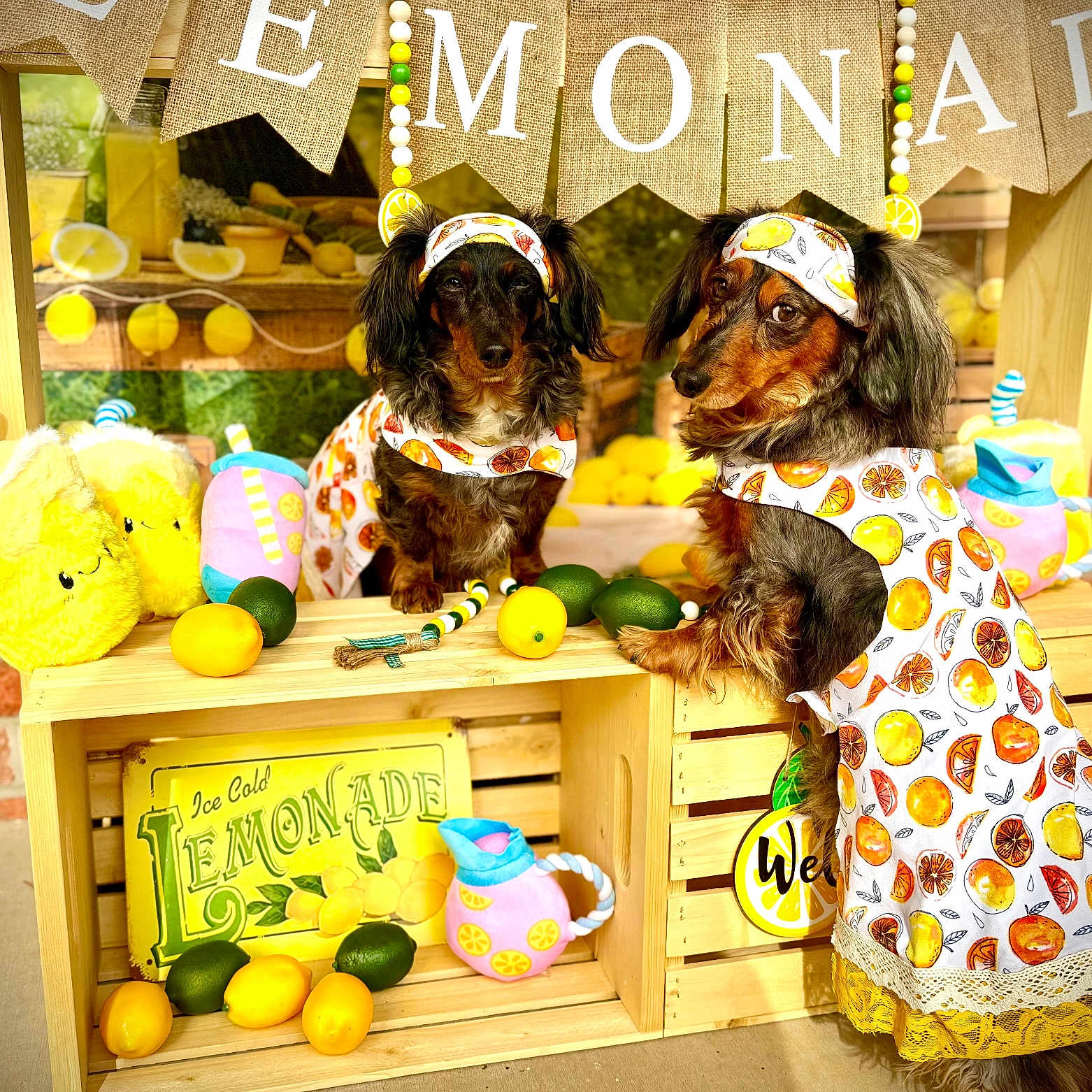 Bandit is registered to the contest to win money with this photo: animal, box, canine, citrusfruit, clothing, coat, dog, face, food, fruit, hat, head, person, pet, photography, plant, playarea, portrait, produce, wood