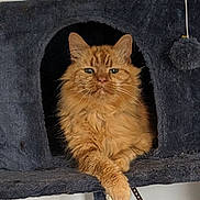 Steve joined the competition — help win amazing prizes! cat, orange_cat, fluffy, pet, feline, cat_condo, indoor, relaxed, paw, fur, animal, cute, resting, cozy, whiskers, ears, eyes, house_pet, domestic_cat, portrait