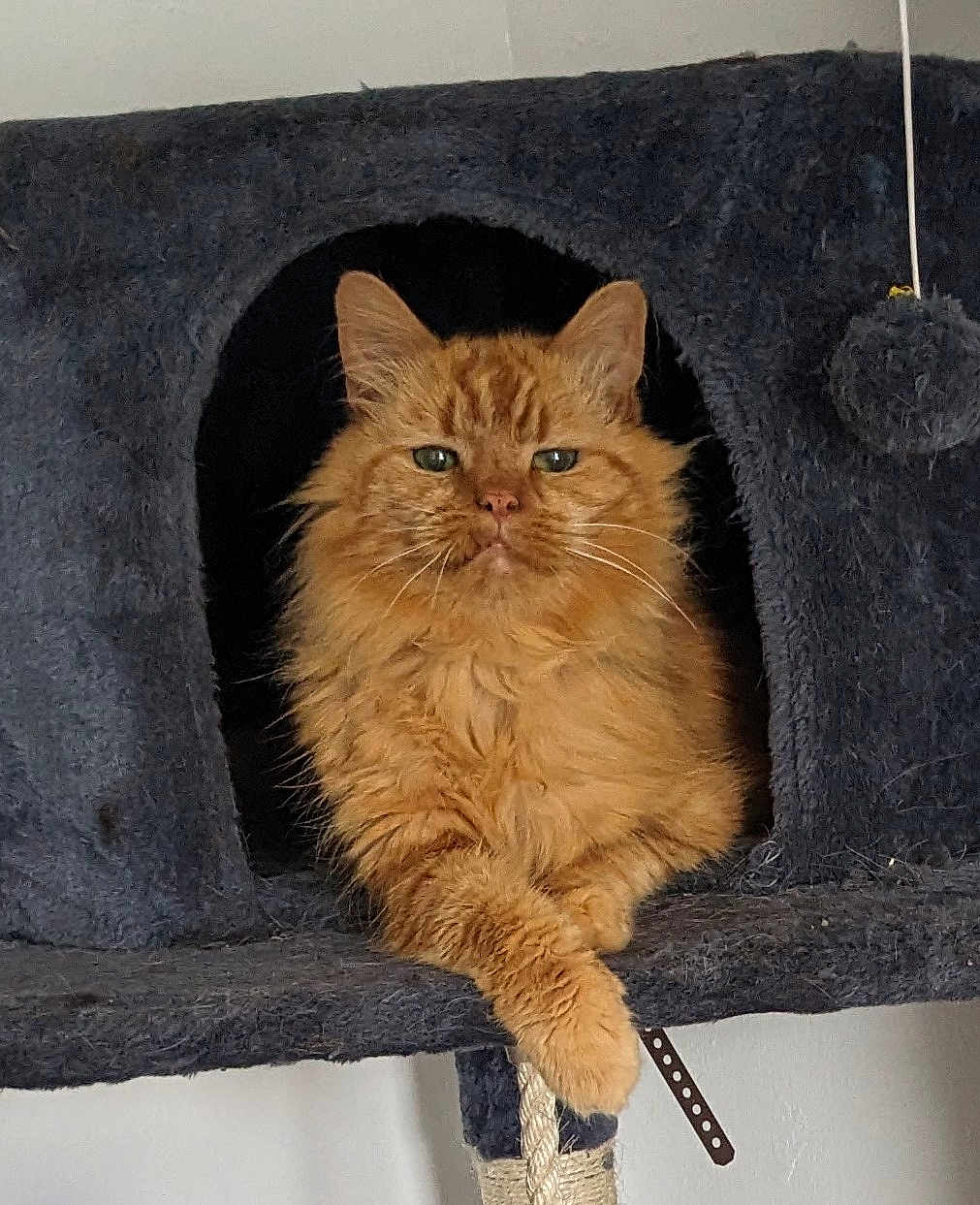 Steve joined the competition — help win amazing prizes! cat, orange_cat, fluffy, pet, feline, cat_condo, indoor, relaxed, paw, fur, animal, cute, resting, cozy, whiskers, ears, eyes, house_pet, domestic_cat, portrait