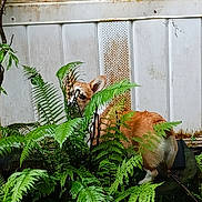 Jojo joined the competition — help win amazing prizes! dog, corgi, fern, plants, greenery, garden, outdoor, rust, white_wall, pet, animal, nature, curious, hidden, leaf, furry, canine, small_dog, backyard, vegetation