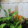 dog, corgi, fern, plants, greenery, garden, outdoor, rust, white_wall, pet, animal, nature, curious, hidden, leaf, furry, canine, small_dog, backyard, vegetation