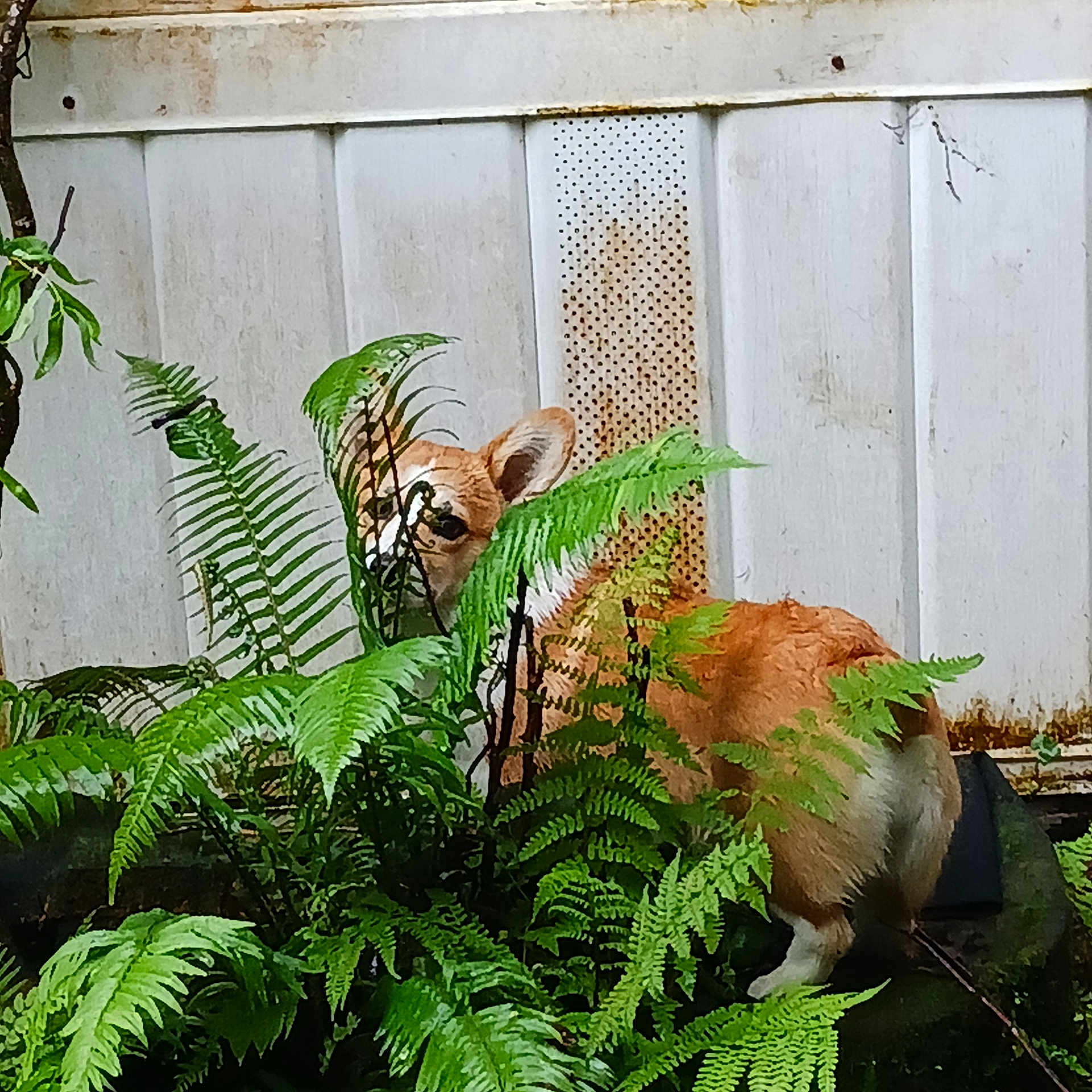 Jojo joined the competition — help win amazing prizes! animal, backyard, canine, corgi, curious, dog, fern, furry, garden, greenery, hidden, leaf, nature, outdoor, pet, plants, rust, small_dog, vegetation, white_wall